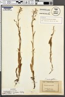 Image of Thelypodium macropetalum