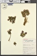 Townsendia montana var. caelilinensis image