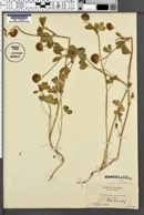 Image of Trifolium olivaceum