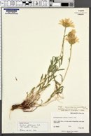 Xylorhiza glabriuscula var. linearifolia image