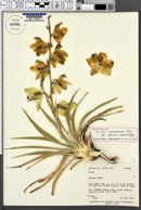 Yucca sterilis image
