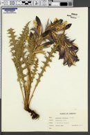 Acanthus syriacus image