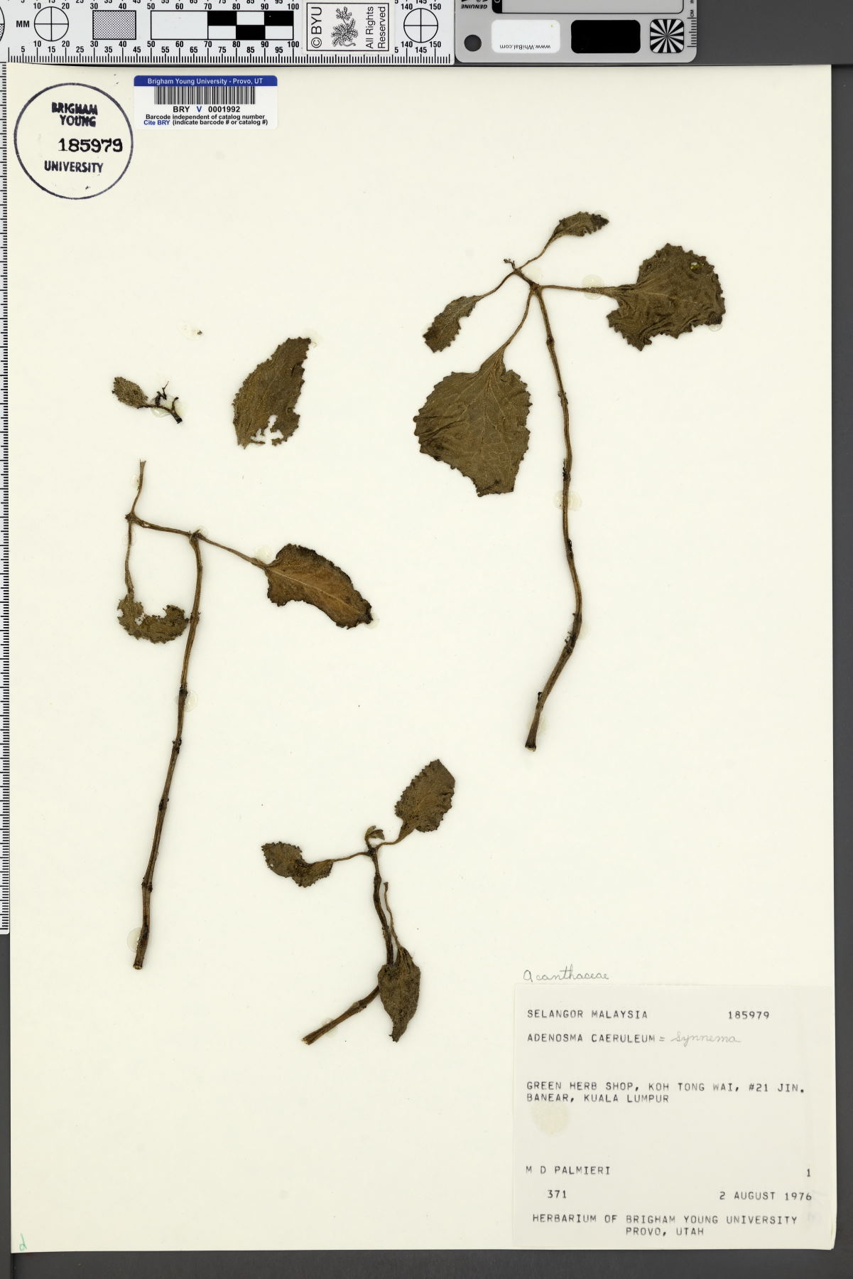 Adenosma caeruleum image