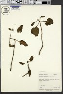 Image of Adenosma caeruleum