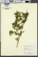 Anisacanthus thurberi image