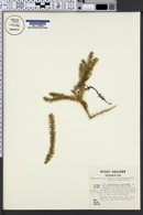 Spinulum annotinum subsp. annotinum image