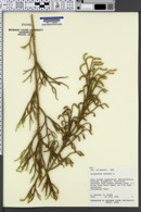 Lycopodium cernuum image