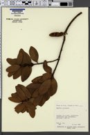 Agathis macrophylla image