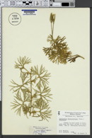 Lycopodium flabelliforme var. ambiguum image