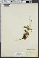 Lycopodium flabelliforme var. ambiguum image
