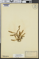 Lycopodium inundatum image