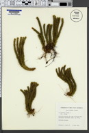 Lycopodium selago image