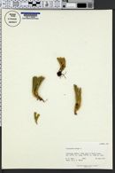 Lycopodium selago image