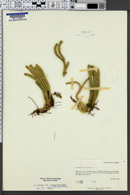 Lycopodium selago var. appressum image