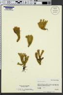 Lycopodium selago var. appressum image