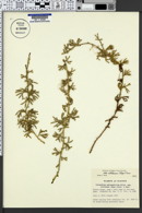 Lycopodium sabinaefolium var. sitchense image