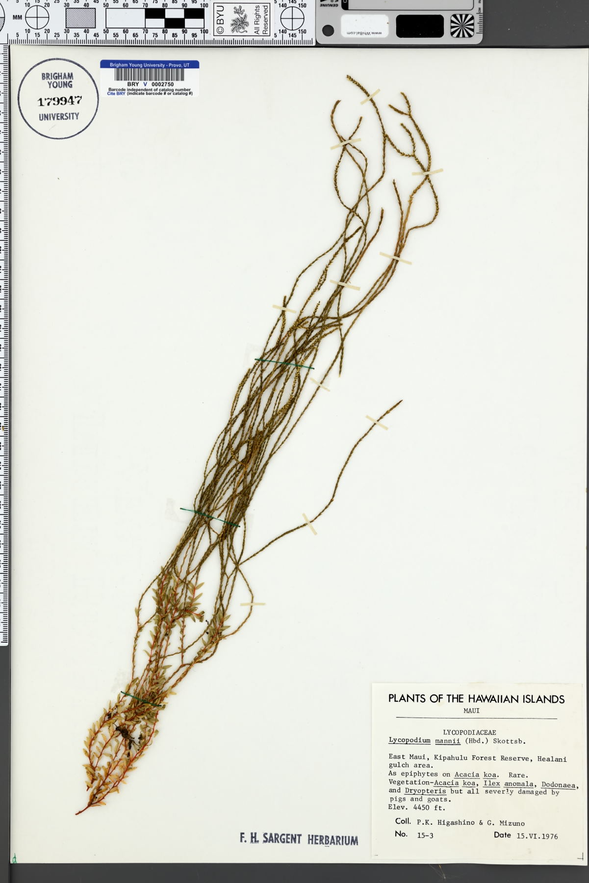 Lycopodium mannii image