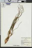 Image of Lycopodium mannii