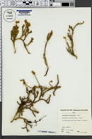 Image of Lycopodium venustulum