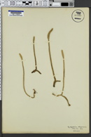 Lycopodium chapmanii image