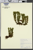 Image of Lycopodium serratum