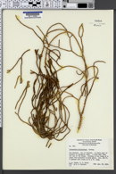 Image of Lycopodium billardierei