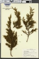 Image of Juniperus ashei