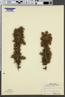 Image of Juniperus sibirica