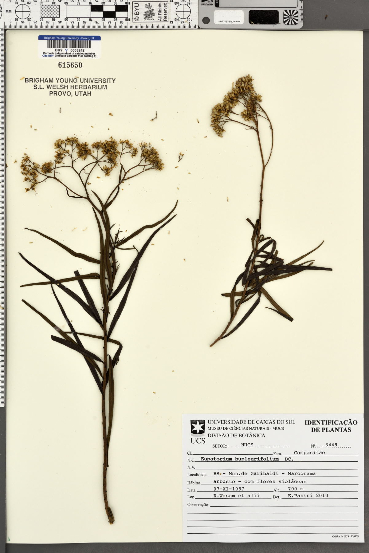 Eupatorium bupleurifolium image