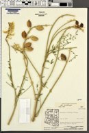 Astragalus praelongus image