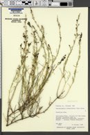 Carlowrightia linearifolia image