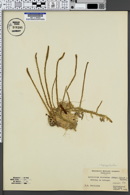 Image of Lycopodium adpressum