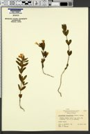 Image of Dyschoriste oblongifolia
