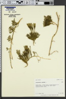Image of Lycopodium alpinum