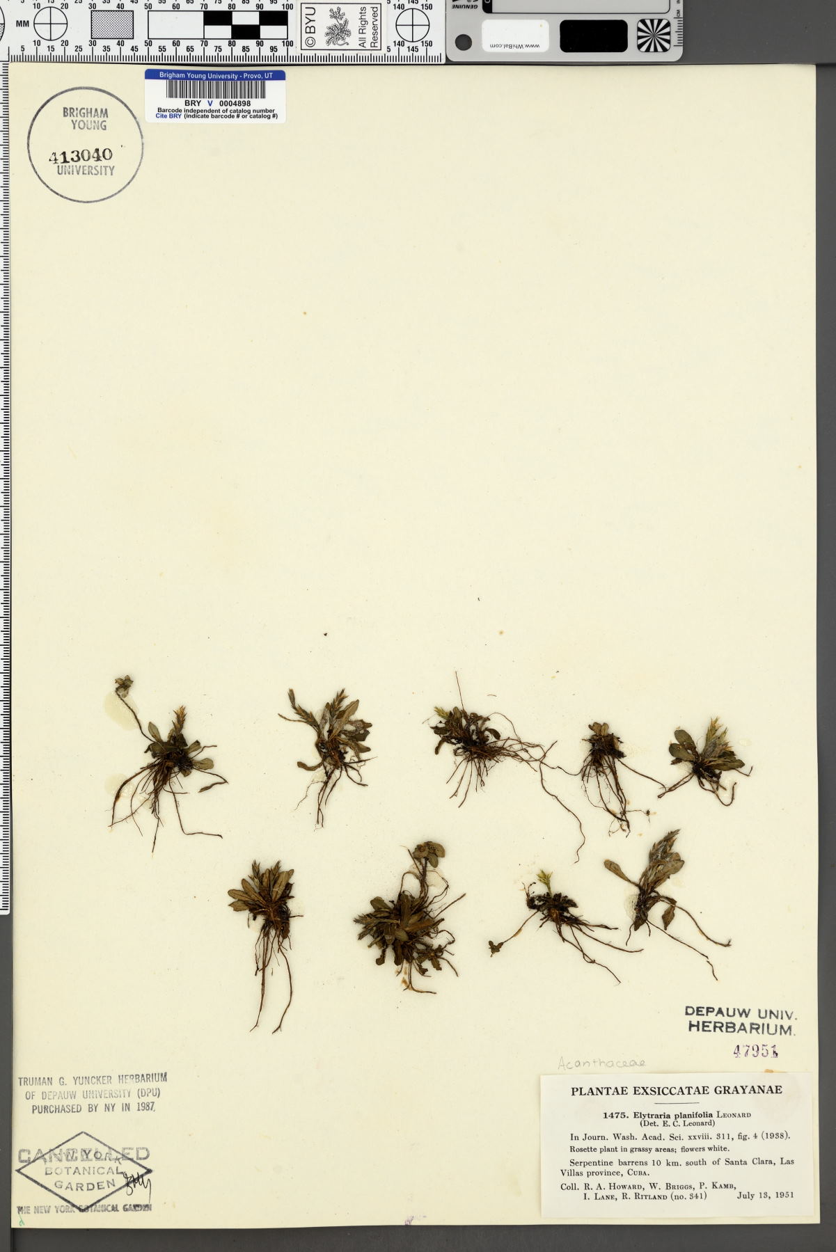 Elytraria planifolia image