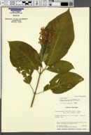 Pachystachys spicata image