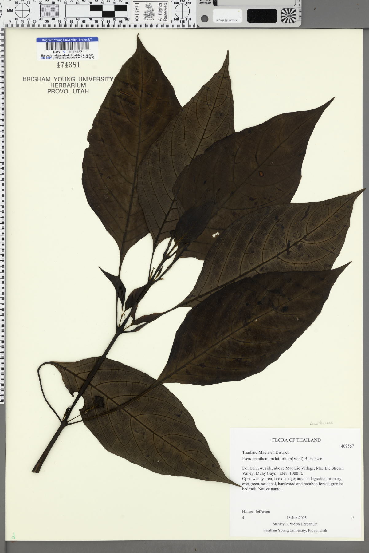 Pseuderanthemum latifolium image