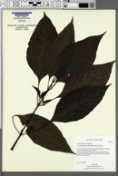 Image of Pseuderanthemum latifolium