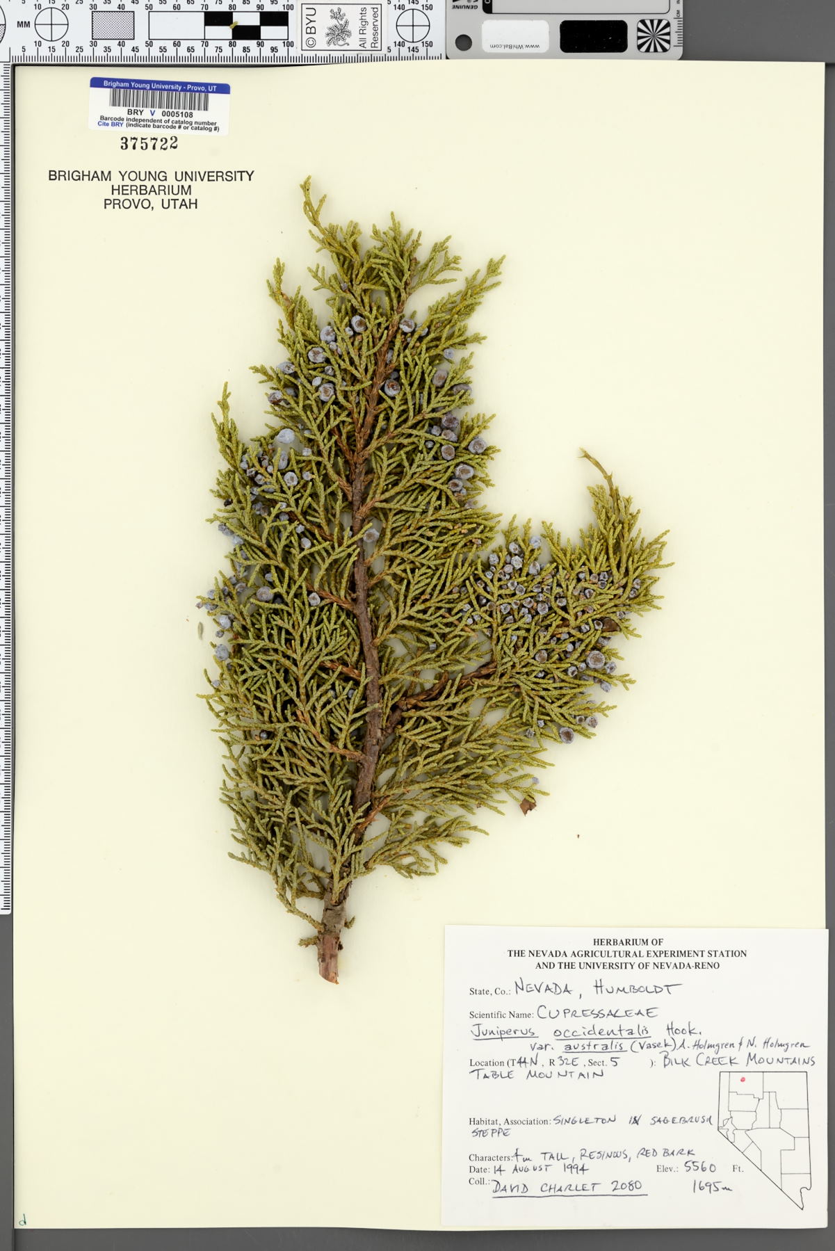 Juniperus occidentalis var. australis image