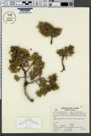 Juniperus monosperma image
