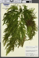 Selaginella schizobasis image