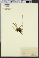 Image of Selaginella selaginoides