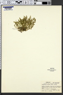 Selaginella ciliaris image