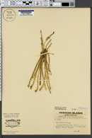 Image of Selaginella deflexa