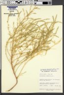 Corispermum americanum var. rydbergii image