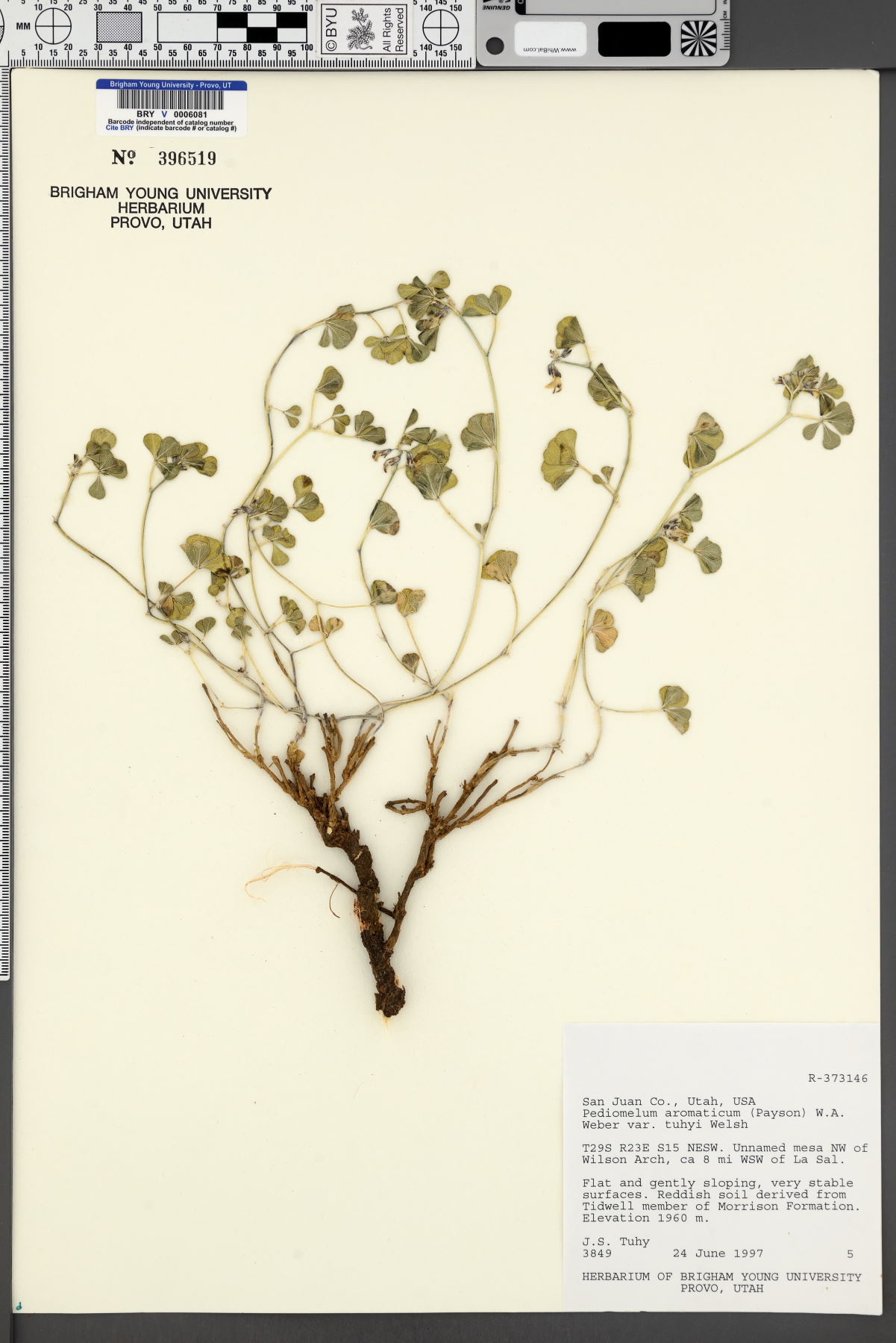 Pediomelum aromaticum var. tuhyi image