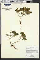 Pediomelum aromaticum image