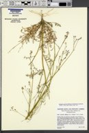 Saltugilia australis image