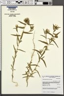 Collomia biflora image