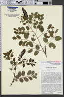 Image of Amorpha roemeriana